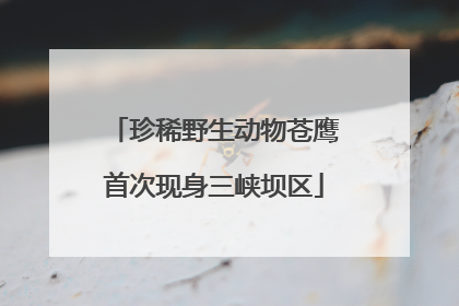 珍稀野生动物苍鹰首次现身三峡坝区