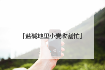 盐碱地里小麦收割忙