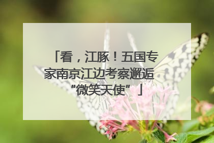 看，江豚！五国专家南京江边考察邂逅“微笑天使”
