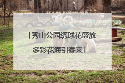 秀山公园绣球花盛放 多彩花海引客来