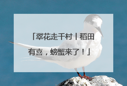 翠花走千村丨稻田有喜，螃蟹来了！