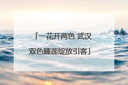 一花开两色 武汉双色睡莲绽放引客