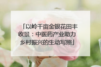 以岭千亩金银花田丰收景：中医药产业助力乡村振兴的生动写照