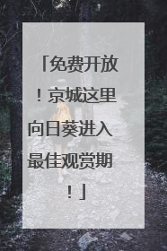 免费开放！京城这里向日葵进入最佳观赏期！