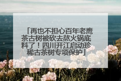 再也不担心百年老鹰茶古树被砍去熬火锅底料了！四川开江启动珍稀古茶树专项保护