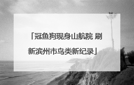 冠鱼狗现身山航院 刷新滨州市鸟类新纪录