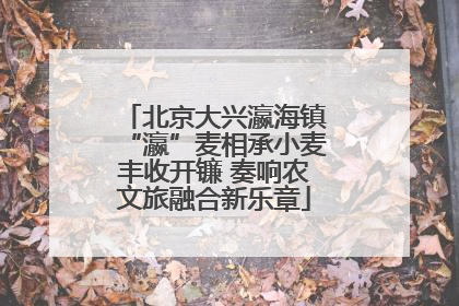 北京大兴瀛海镇“瀛”麦相承小麦丰收开镰 奏响农文旅融合新乐章