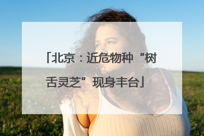 北京：近危物种“树舌灵芝”现身丰台
