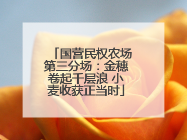 国营民权农场第三分场：金穗卷起千层浪 小麦收获正当时