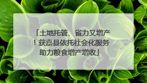 土地托管、省力又增产！获嘉县依托社会化服务助力粮食增产增收