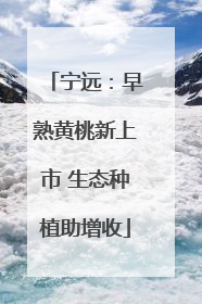 宁远：早熟黄桃新上市 生态种植助增收