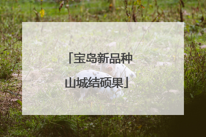 宝岛新品种 山城结硕果