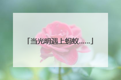 当光明遇上蚂蚁……