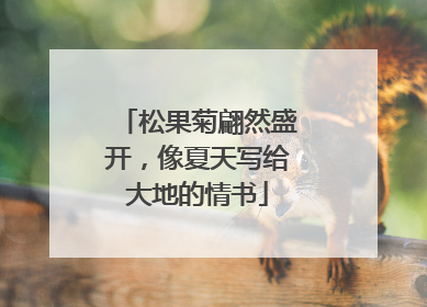 松果菊翩然盛开，像夏天写给大地的情书