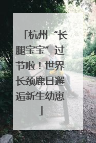 杭州“长腿宝宝”过节啦！世界长颈鹿日邂逅新生幼崽