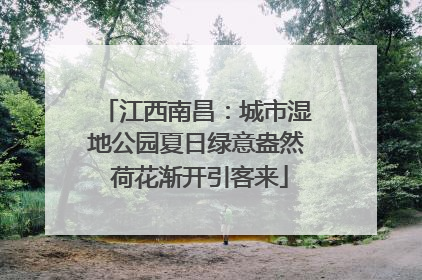 江西南昌：城市湿地公园夏日绿意盎然 荷花渐开引客来