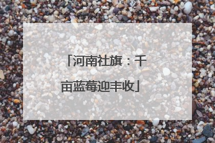 河南社旗：千亩蓝莓迎丰收