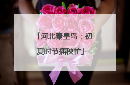 河北秦皇岛：初夏时节插秧忙