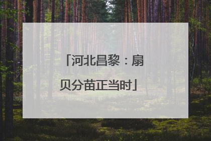 河北昌黎：扇贝分苗正当时