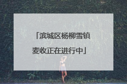 滨城区杨柳雪镇麦收正在进行中