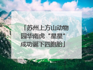 苏州上方山动物园华南虎“星星”成功诞下四胞胎