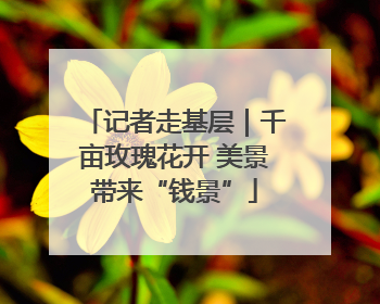 记者走基层｜千亩玫瑰花开 美景带来“钱景”