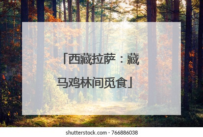 西藏拉萨：藏马鸡林间觅食