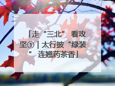 走“三北” 看攻坚①｜太行披“绿装” 连翘药茶香