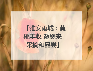 雅安雨城：黄桃丰收 邀您来采摘和品尝