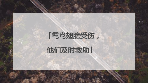 鸳鸯翅膀受伤，他们及时救助