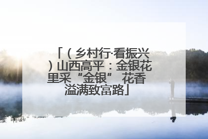 （乡村行·看振兴）山西高平：金银花里采“金银” 花香溢满致富路
