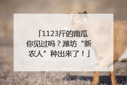 1123斤的南瓜你见过吗？潍坊“新农人”种出来了！