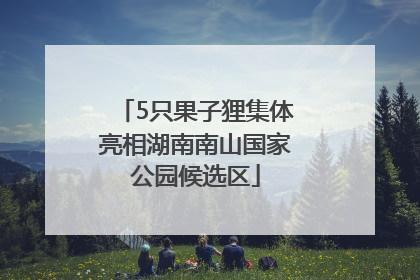 5只果子狸集体亮相湖南南山国家公园候选区